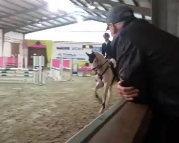 Video of Zizou Cabalou V