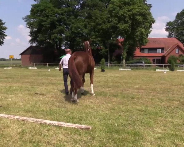 Video von Nupafeed‘s Sun Up