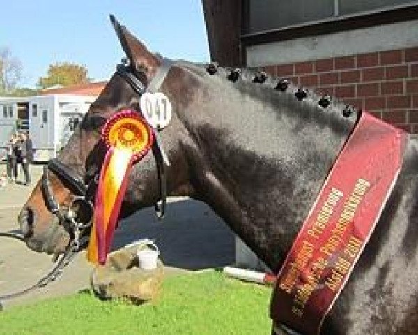 dressage horse Natano (German Riding Pony, 2001, from Negro) dressage horse Natano (German Riding Pony, 2001, from Negro)