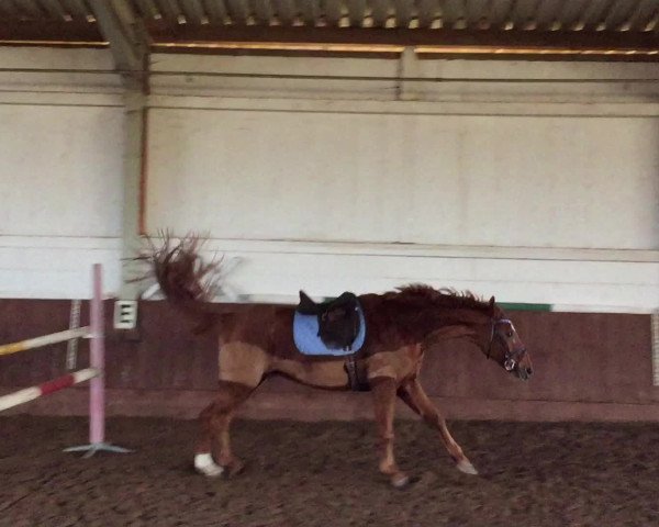 Video of Loriot 218