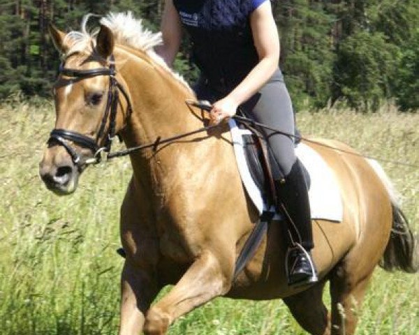 dressage horse Nala 81 (German Riding Pony, 2004, from Top Mariano)