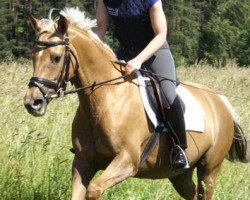 dressage horse Nala 81 (German Riding Pony, 2004, from Top Mariano)