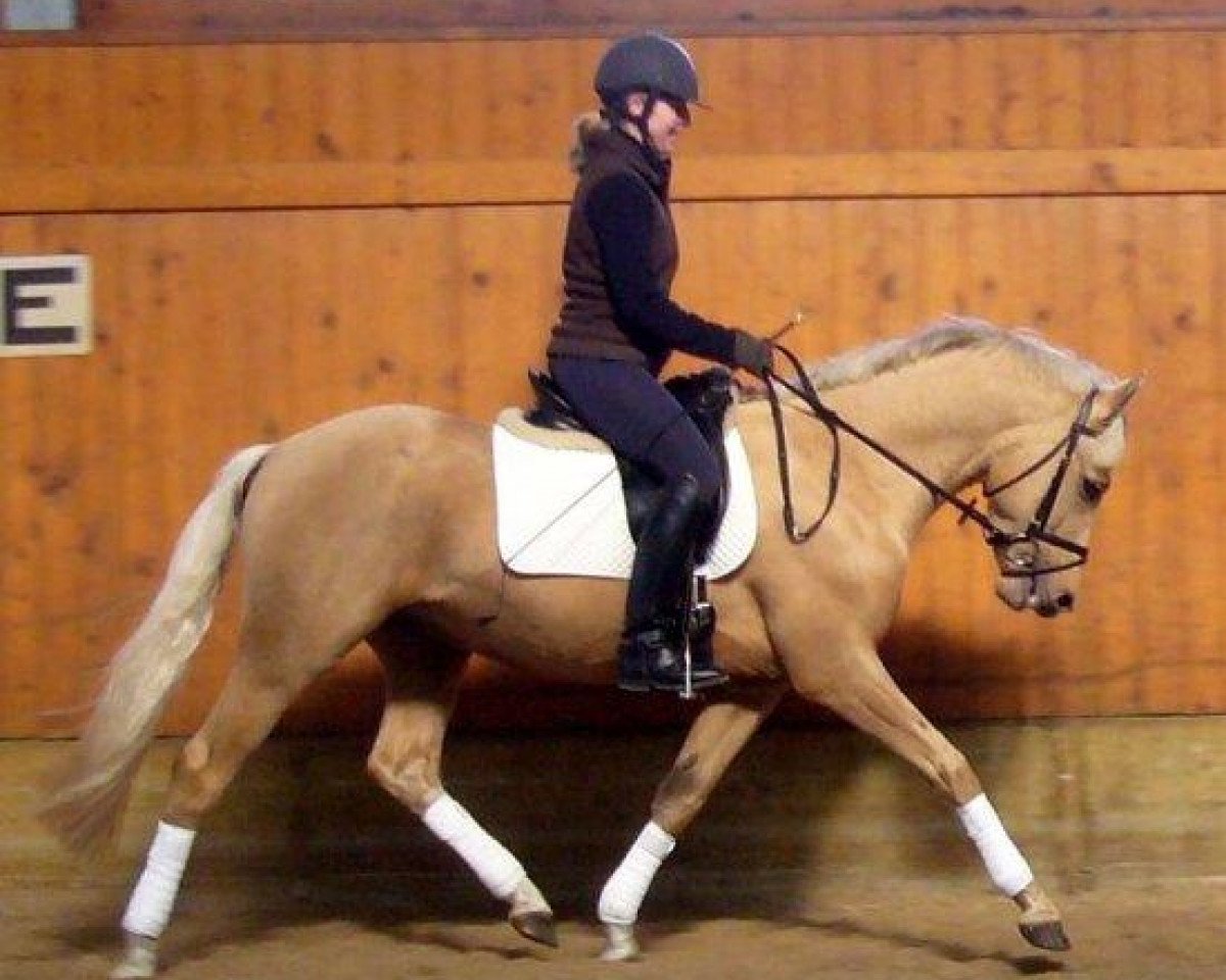 dressage horse Grand Royal 15 (German Riding Pony, 2007, from Gandalf)