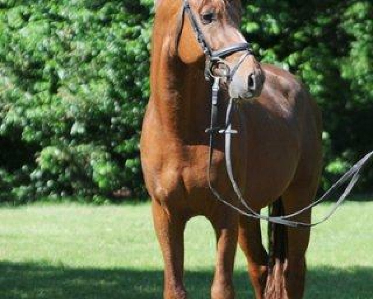 Deckhengst HET Geronimo (Deutsches Reitpony, 2006, von Gandalf)