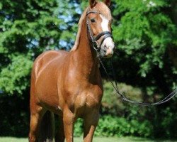 jumper HET Day of Life (German Riding Pony, 2008, from Gandalf)