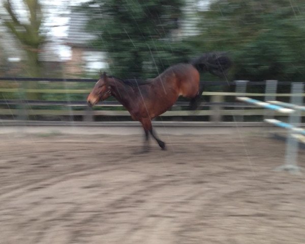 Video of Bruno