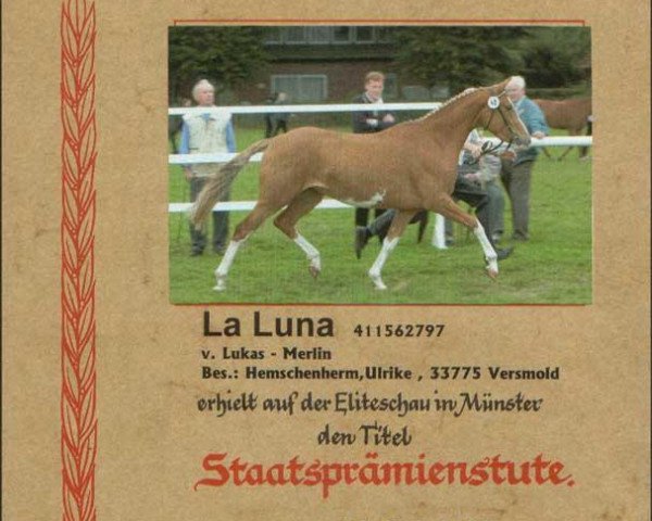 Pferd La Luna (Deutsches Reitpony, 1997, von Lukas)