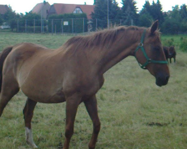 Video of Goldika H