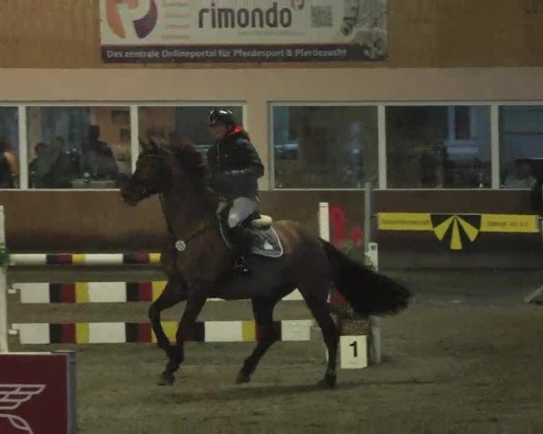 Reitturnier Dettingen 2016