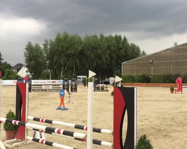 Video of Steis-Stella