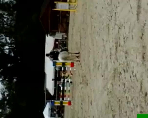 Video of Steis-Stella