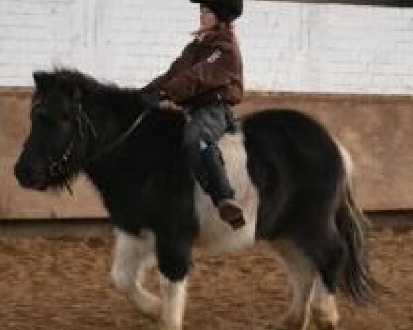 dressage horse Holsteins Hektor (Dt.Part-bred Shetland pony, 2010, from Holsteins Häuptling)