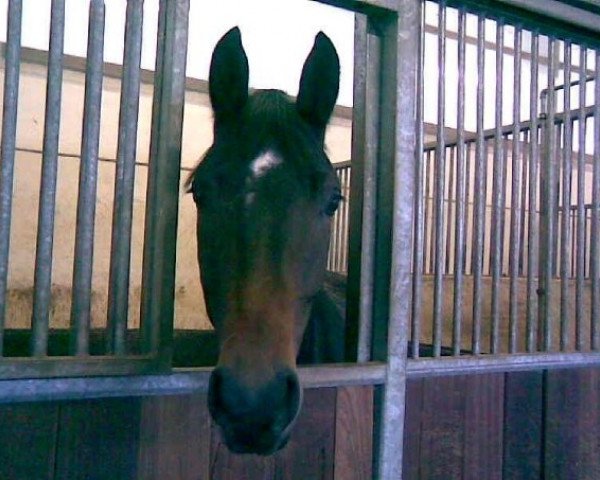 horse Kingdaka 2 (Trakehner, 2005, from Hoftänzer)