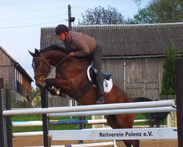 jumper Prince Saxany (German Sport Horse, 2008, from Pizarro)
