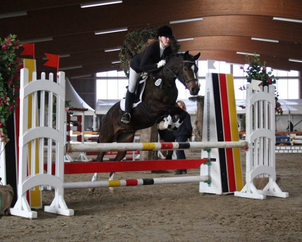 dressage horse National Velvet 2 (German Riding Pony, 2007, from Nabucco R)