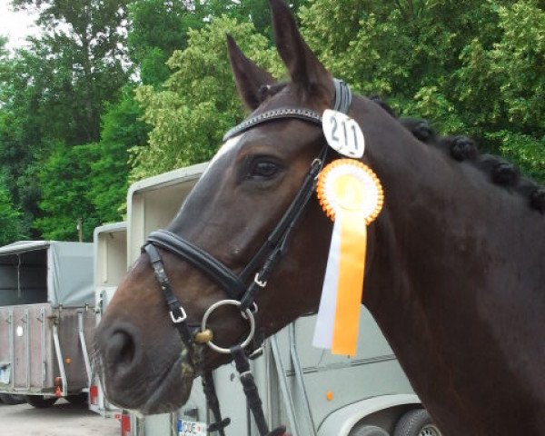 Dressurpferd Contano S (Hannoveraner, 2009, von Contendros Bube)
