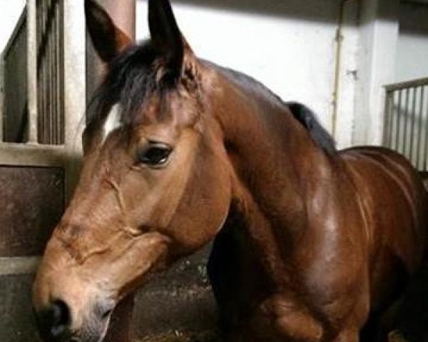 jumper Crazy Christel (Hanoverian, 2008, from Conteur)