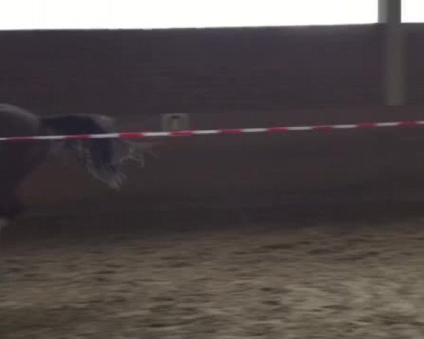 Video of Levito 12