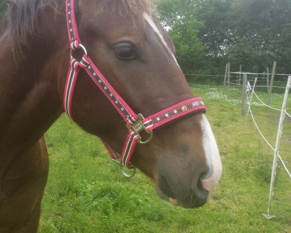 Pferd Linus (Sächs.-Thür. Schweres Warmbl., 2013, von Landvogt)