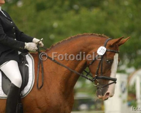horse Oki Schowi (Oldenburg, 1994, from Westminster)