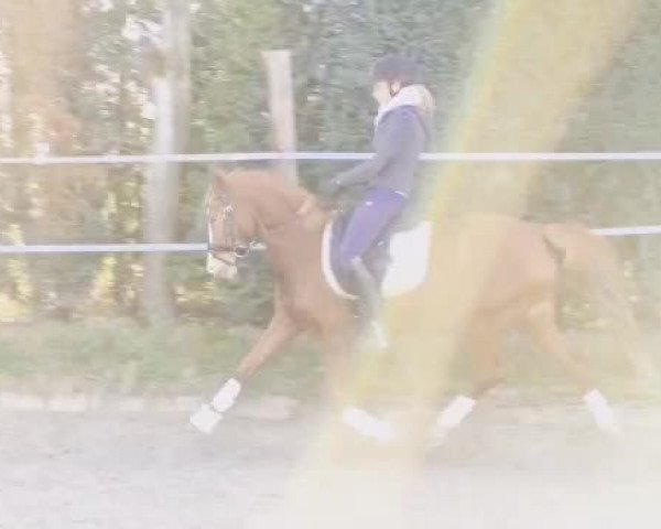 Video von Chickeria