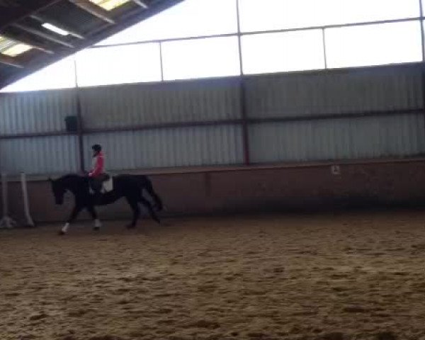 Video of Diva