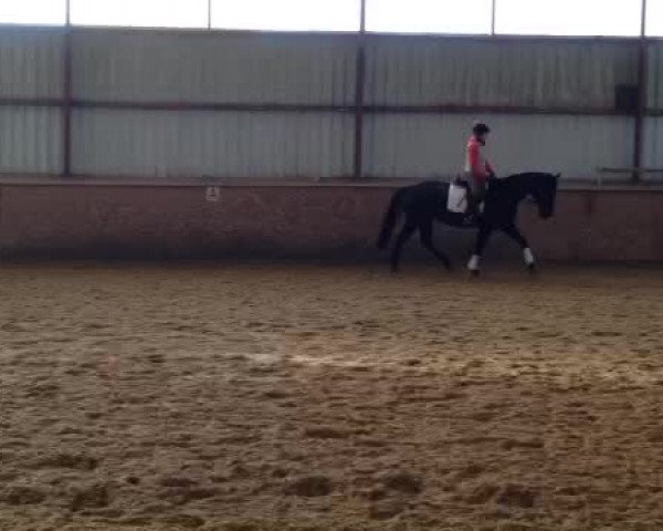 Video of Diva