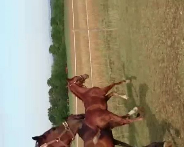 Video of Colorado Fox S