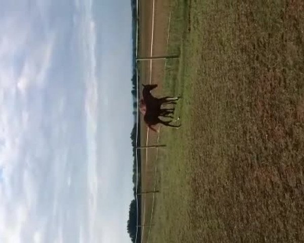 Video of Colorado Fox S