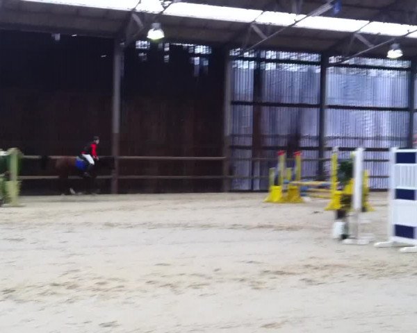 Video of Oosterbroek Fancy