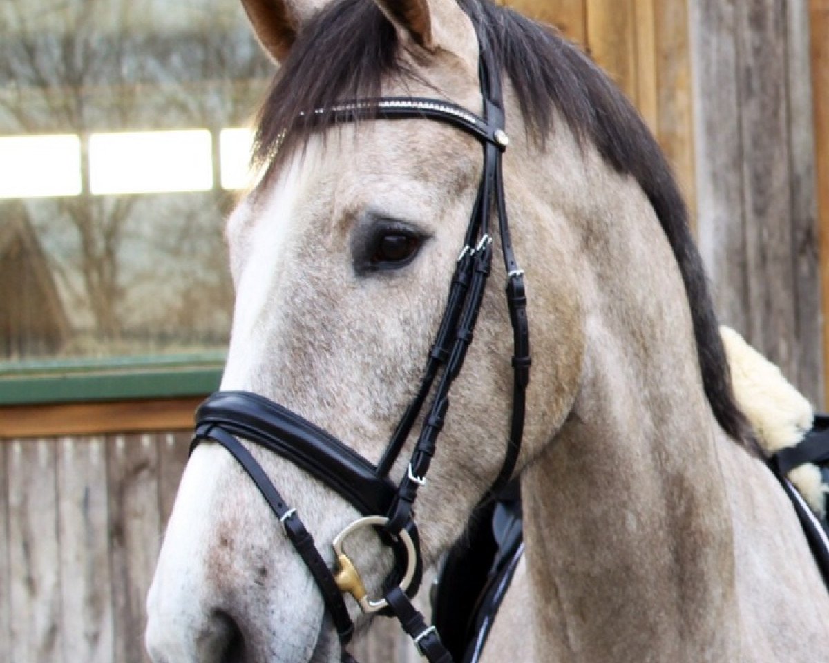 jumper Camaxxo (Westphalian, 2010, from Camax L)
