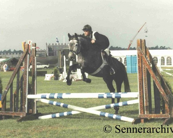 broodmare Kessy S (Senner horse, 1991, from Kallistos x) broodmare Kessy S (Senner horse, 1991, from Kallistos x)
