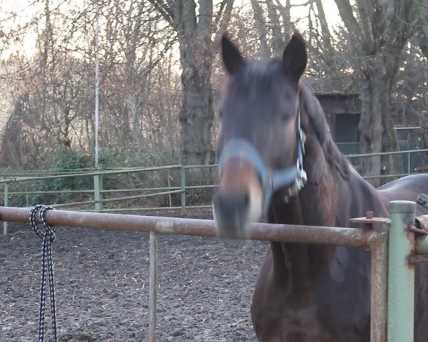Video von Elvis