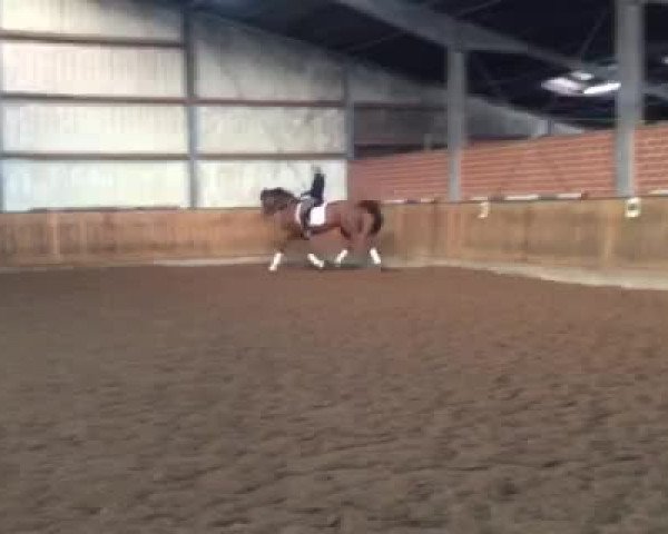 Video von Suzie Quatro