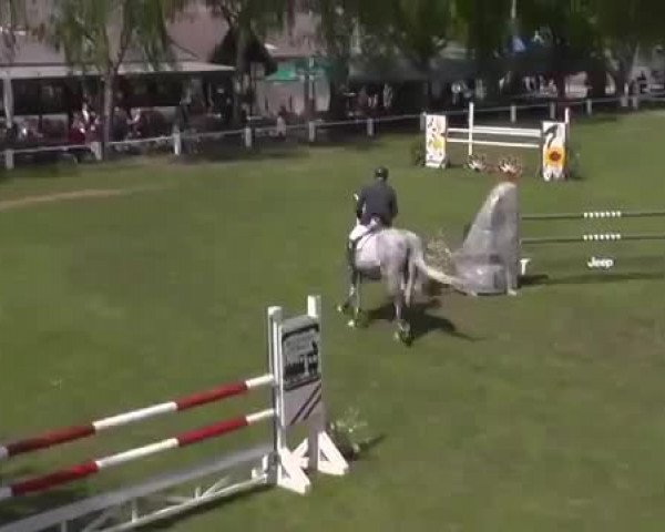 Springturnier RC Neustadt a.d. Weinstraße 2015