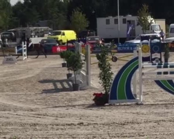 Video of Gringo 273