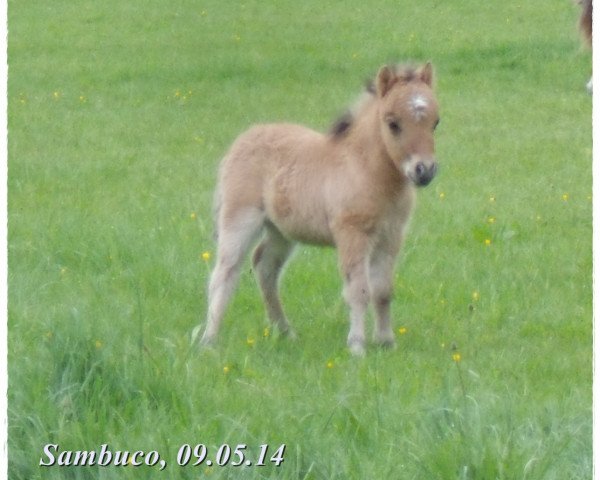 horse Sambuco vom Rindergraben (Dt.Part-bred Shetland pony, 2014, from Sondergelts Sunday Spirit)