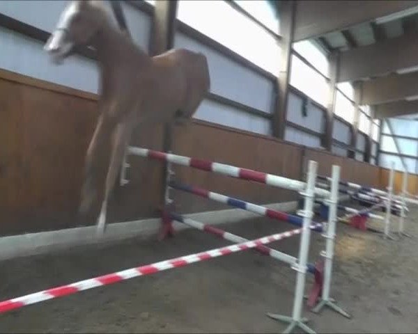 Video von Filippus