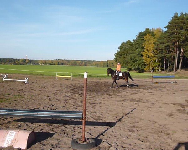 Video von elvis