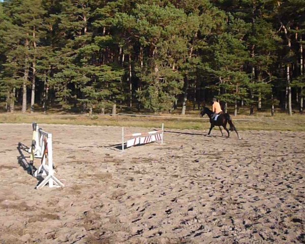 Video von elvis