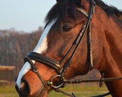 dressage horse Aquilea (Westphalian, 1996, from Azur de Paulstra)