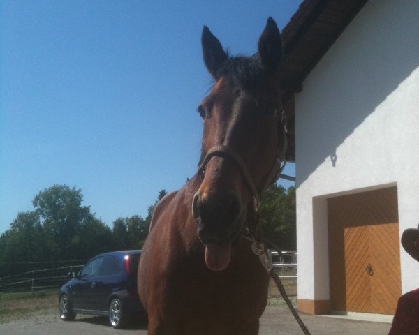 Pferd Aldus (Deutscher Traber, 1988, von Slugger Boy) Pferd Aldus (Deutscher Traber, 1988, von Slugger Boy)