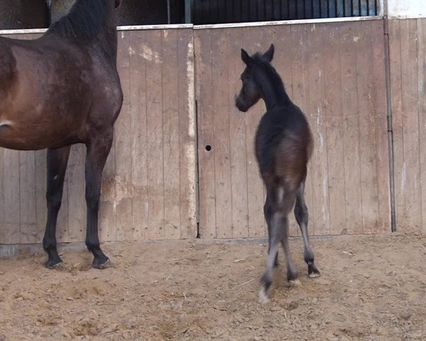 Video of Graceful
