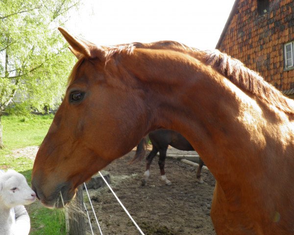 horse Gwendolin 22 (Westphalian, 1991, from Granikos) horse Gwendolin 22 (Westphalian, 1991, from Granikos)