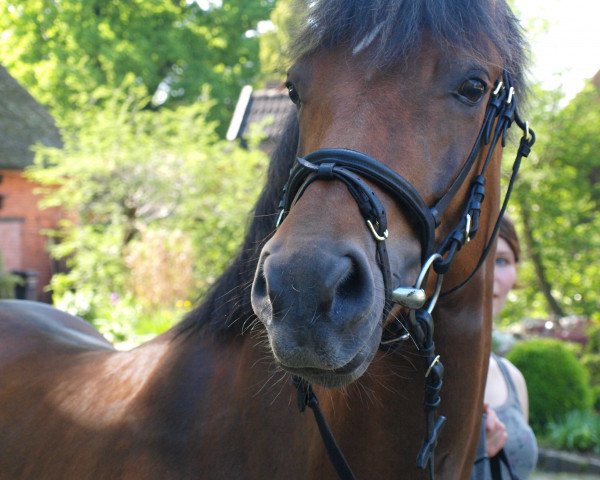 horse Nessaja (German Riding Pony, 2008, from Cyriac WE)