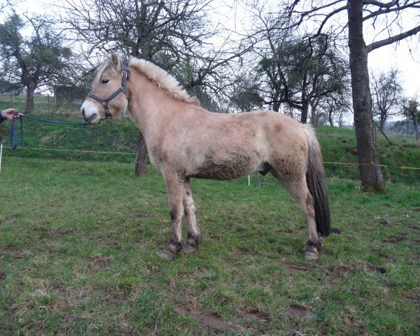 horse Kampino (Fjord Horse, 2011, from Kalino)