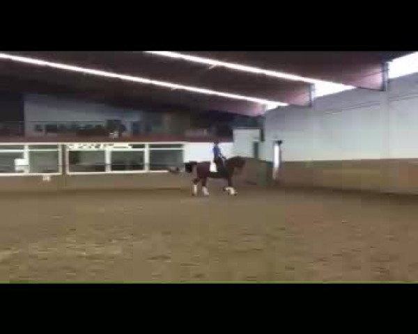 Video von Bree