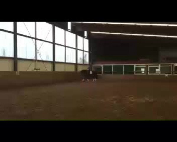 Video von Bree