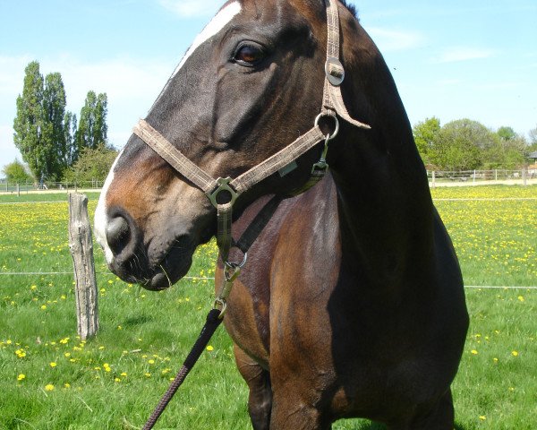 Springpferd Pikkolo 15 (Westfale, 1990, von Renoir I)