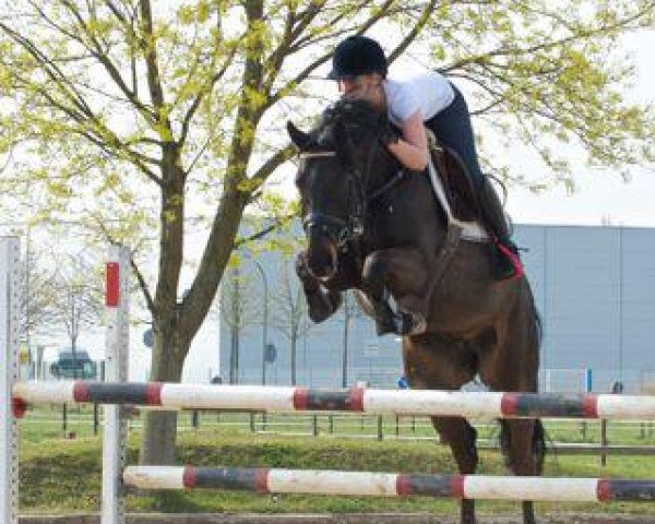 Springpferd Callboy of Mine (Westfale, 2008, von Christiano)